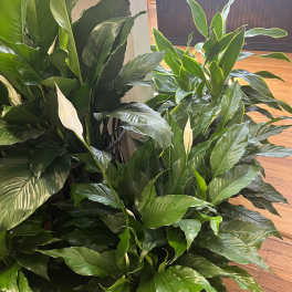 Large peace lily plants with white blooms and glossy green leaves