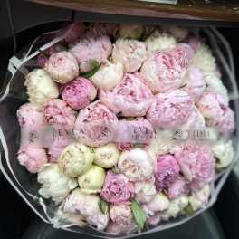 Bouquet of pink and white peonies wrapped in clear plastic