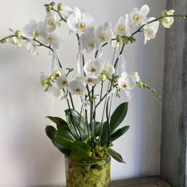 White orchids arranged in a clear glass vase with moss