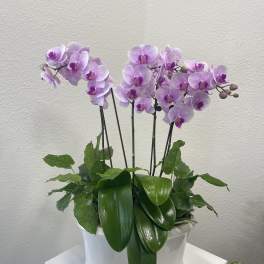 Blooming Orchids