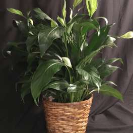Potted peace lily in a woven basket planter