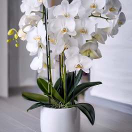 White orchid plant in a white pot