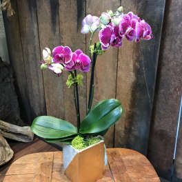 Potted pink and white orchids in a square ceramic container