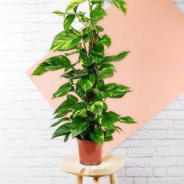 Potted trailing houseplant with variegated green leaves