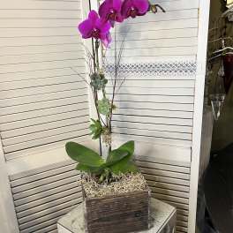 Tall orchid arrangement in a square wooden planter with succulents