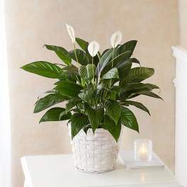 Peace lily plant with white blooms in a white woven basket on a table