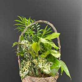 Basket of assorted green houseplants with a woven handle