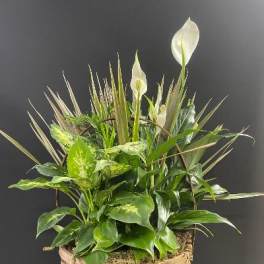 Basket planter with white calla lilies and assorted green foliage