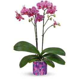 Potted pink spotted orchid plant in a colorful patterned ceramic pot.