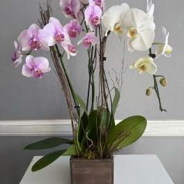 Potted orchid arrangement with pink and white blooms in a square wooden container