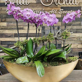 Purple orchids in a gold bowl planter with moss and broad green leaves