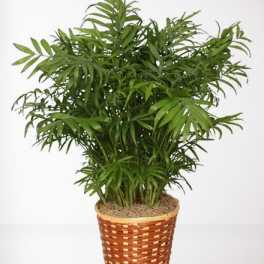 Potted palm plant in a woven basket