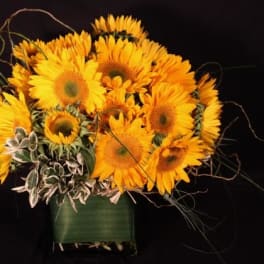Classic Sunflowers