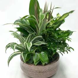 Mixed green houseplants arranged in a round ceramic planter