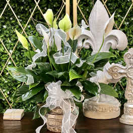 White calla lilies in a rustic basket with a sheer ribbon bow