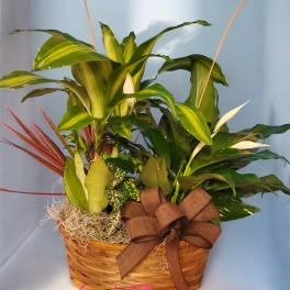 Basket arrangement of tropical plants with a brown ribbon bow
