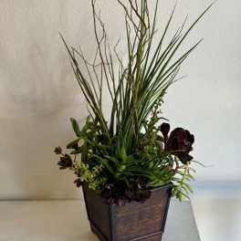 Succulent arrangement in a dark wooden planter with tall grass-like stems