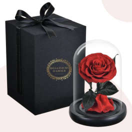 Beauty and the Beast Rose