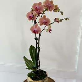 Phalaenopsis Double Orchid