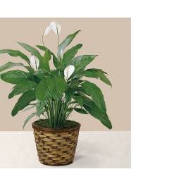 Modern Spathiphyllum Plant by BloomNation™