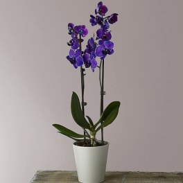 Purple orchid plant in a white pot