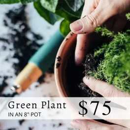 Large green plant