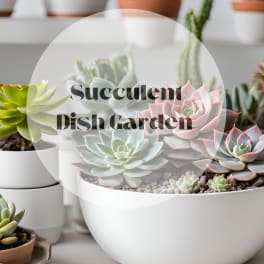 Succulent dish garden in a white bowl planter