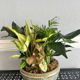 Mixed potted tropical foliage arrangement in a decorative ceramic bowl