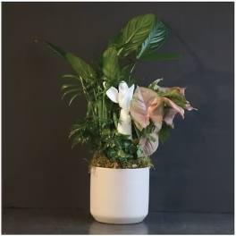 Potted tropical plant arrangement in a white ceramic pot