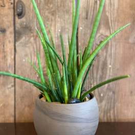 Round potted plant with tall, narrow green spikes in a gray ceramic bowl.