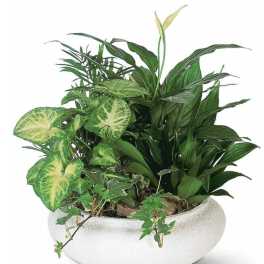 Mixed green houseplants arranged in a white planter