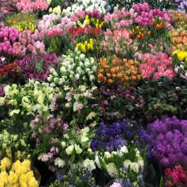 Assorted bunches of colorful tulips arranged in rows