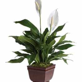 Potted peace lily plant with white blooms in a brown planter
