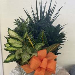 Mixed green houseplants in a metal container with an orange bow