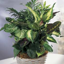 Potted arrangement of assorted green houseplants in a glass bowl