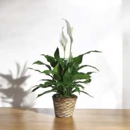 Potted peace lily plant with two white blooms in a woven basket on a table