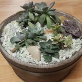 Succulent arrangement in a round wooden planter with white pebbles