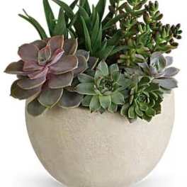 Succulent arrangement in a beige ceramic pot