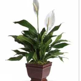 Potted peace lily plant with white blooms in a brown planter