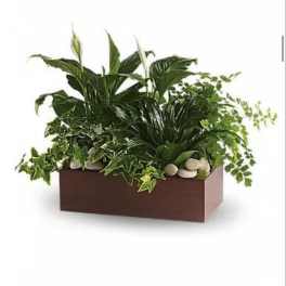 Rectangular planter with assorted green houseplants and white blooms
