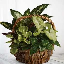 Basket of assorted green houseplants with a woven handle