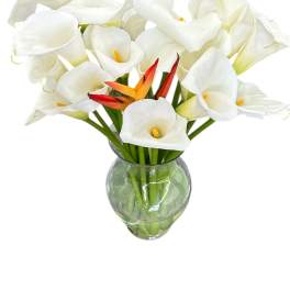 Cala lily Grace