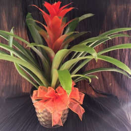 Potted bromeliad with red bloom and orange ribbon