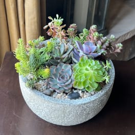 Mesa - Succulent Garden