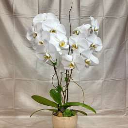 White orchid arrangement in a beige pot