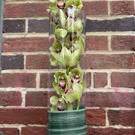 Tall glass vase with green orchids and burgundy centers