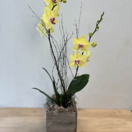 Yellow orchids in a wooden box with decorative twigs