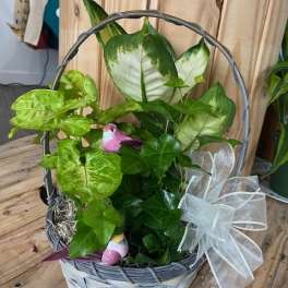 Mixed Plant Basket