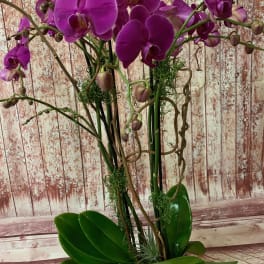 Purple orchids in a white pot with broad green leaves