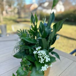 Potted green plant with small white flowers on a table